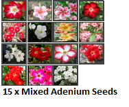 Adenium Obesum \'Mixed\' 15 Seeds